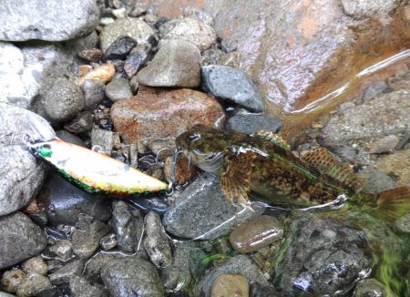 アマゴたちは元気いっぱい